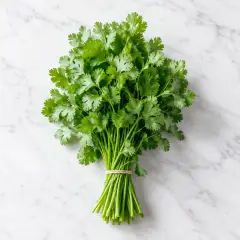 Fresh Cilantro Bunch